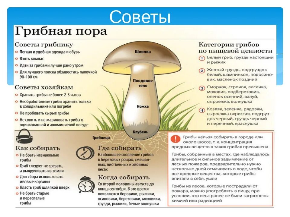 Гриб как правильно ухаживать. Памятка о грибах. Как правильно срезать грибы. Как правильно собирать грибы. Памятка начинающего грибника.