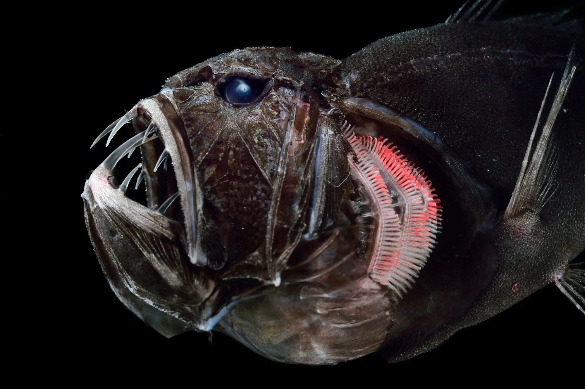 Fish creature. Длиннорогий Саблезуб. Тихоокеанский идиакант. Длиннорогий Саблезуб рыба. Саблезуб (Anoplogaster cornuta).