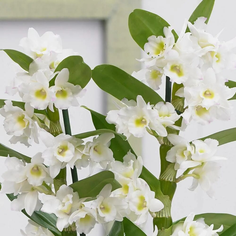 Орхидея дендробиум уход в домашних условиях фото Дендробиум (Dendrobium). Цветение, период покоя, уход, размножение.