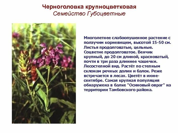 Черноголовка ягода. Черноголовка обыкновенная сорняк. Горлянка трава. Прунелла лесная. Черноголовка лечебные свойства.