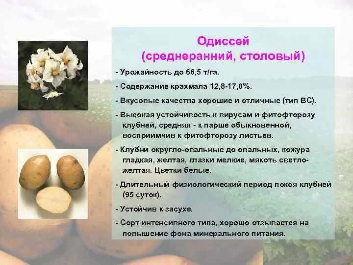 Картофель первоцвет. Селекция картофеля сорта. Одиссей сорт картофеля. Картофель удача описание. Биологическая характеристика картофеля.