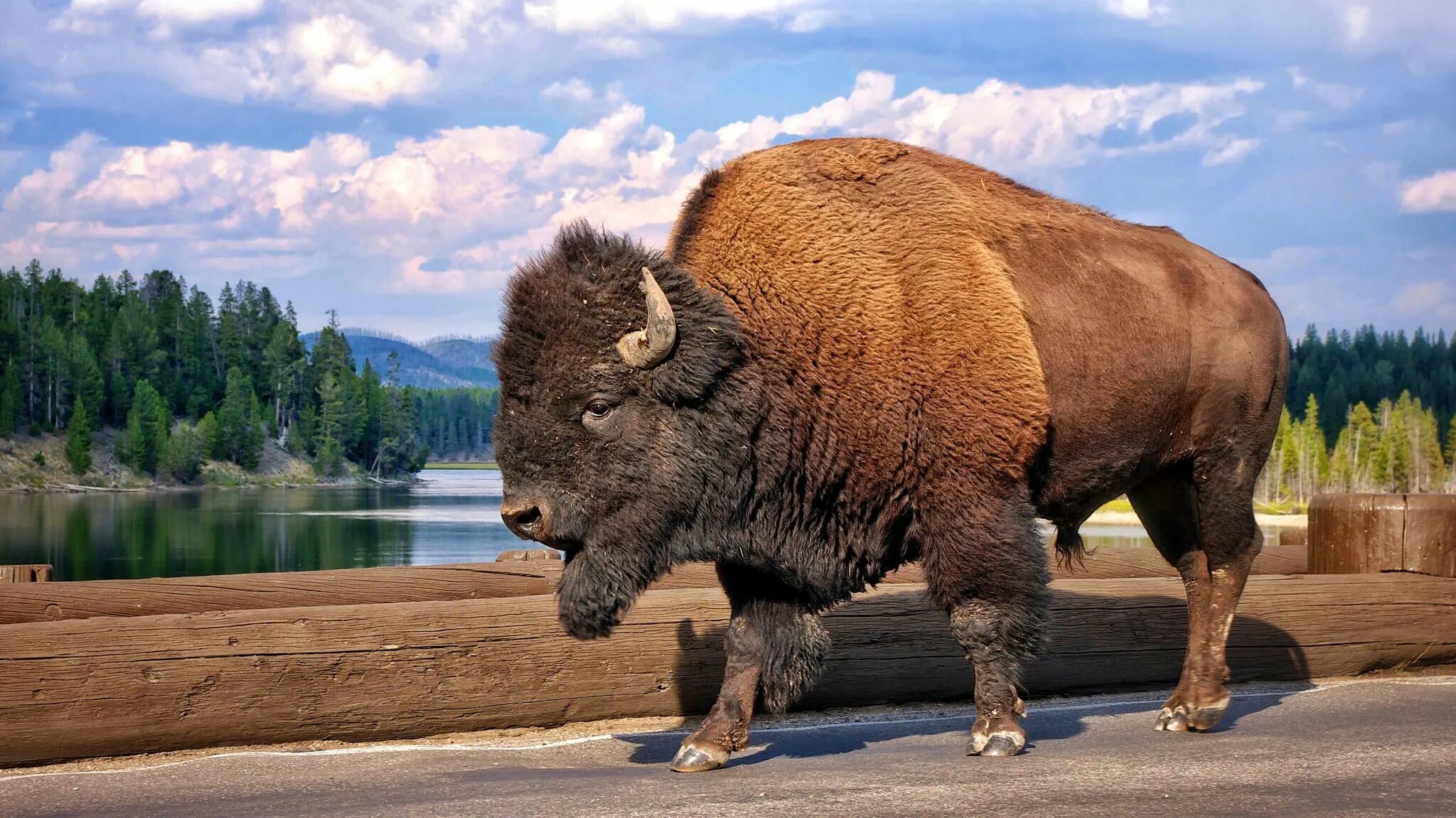 Беловежская пуща зубры. ЗУБР Бизон зубробизон. ЗУБР Bison bonasus. Беловежская пуща Беларусь Бизон.