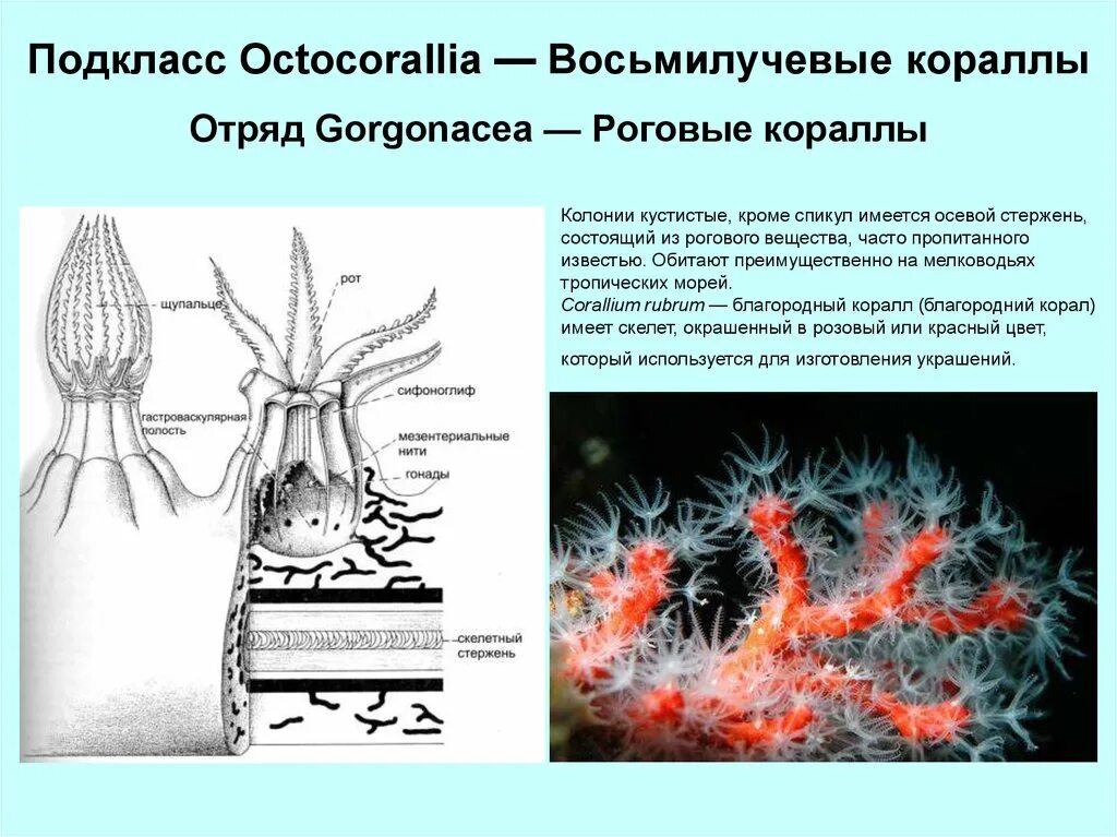 Колонии кишечнополостных. Восьмилучевые коралловые полипы строение. строение колонии коралловых полипов. строение коралловых полипов кишечнополостных. колониальные коралловые полипы строение.