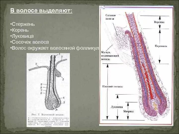 Корень луковица волоса. Волосяной стержень волосяной фолликул. Строение волосяного фолликула. Корень волоса волосяной фолликул.