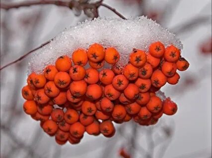 Ягоды рябины становятся сладкими