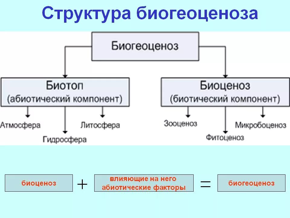 Структура биоценоза компонент. Структурные компоненты биоценоза. Схема структурных компонентов биоценоза. Основные компоненты экосистемы схема.