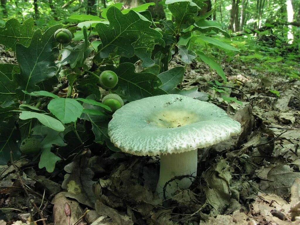 шампиньоны сыроежки. сыроежка гладкокожая. сыроежка бугорчато-лазоревая. сыроежка гребенчатовидная. сыроежка оранжевая.