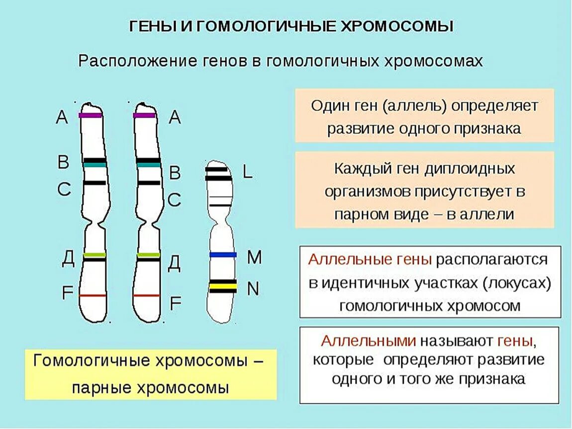 Сколько молекул днк в данной хромосоме. Хромосомы и гены человека. Ген хромосома геном. Расположение генов в хромосомах. Расположите гены в хромосомах.