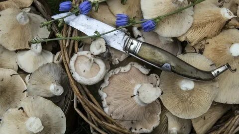 Грибы в новороссийске