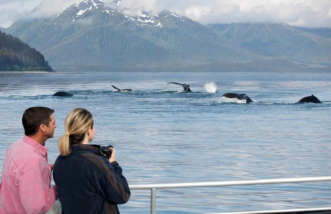 Аляска путешественники. Побережье Аляски. Туризм киты Исландия.