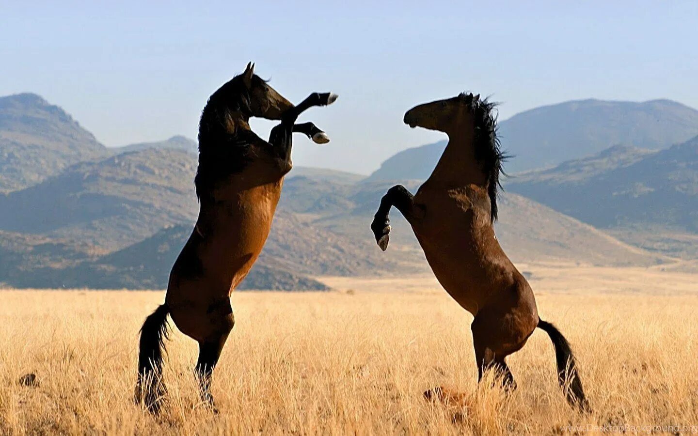 Скачут скачут две лошадки. Лошадь Мустанг на дыбах. Мустанг одичавшая лошадь. Мустанги Дикие лошади. Золотой Мустанг лошадь.