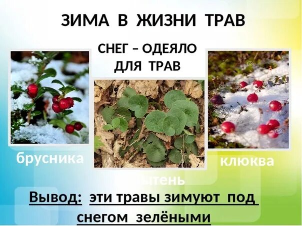 Как растения готовятся к состоянию зимнего покоя. Растения зимой. растения зимой для детей. растения которые зимуют под снегом. растения зимой для дошкольников.