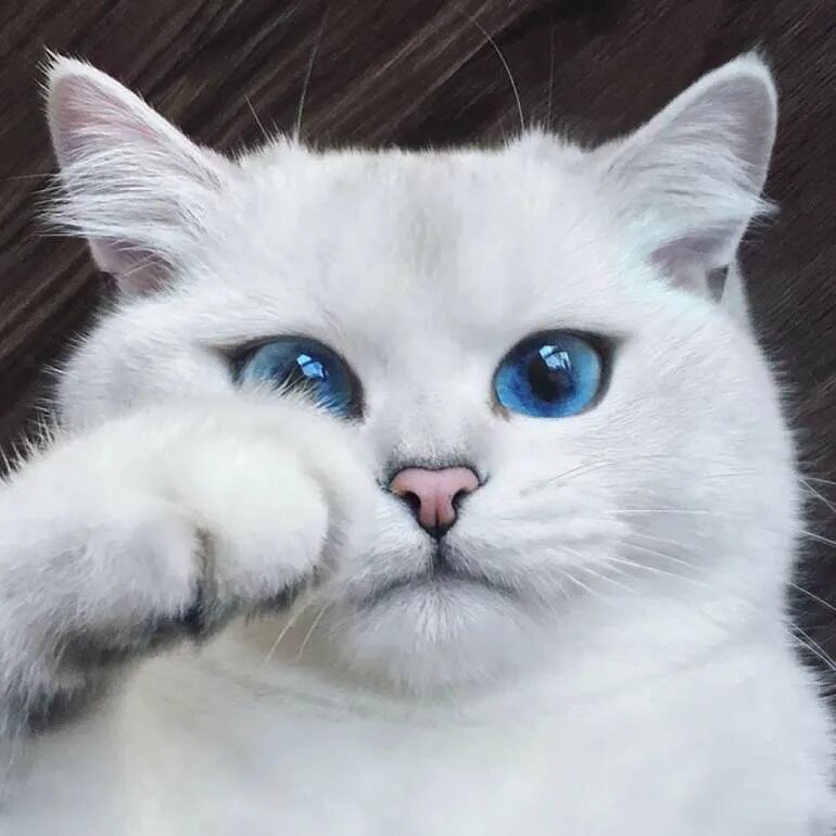 Котик со