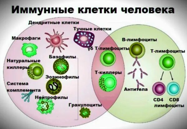 Иммунная система человека клетки иммунной. Типы клеток иммунной системы. Иммунокомпетентные клетки иммунной системы. Клетки клеточного иммунитета. Собственные иммунные клетки