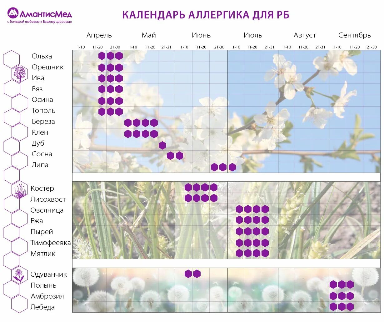 График цветения березы