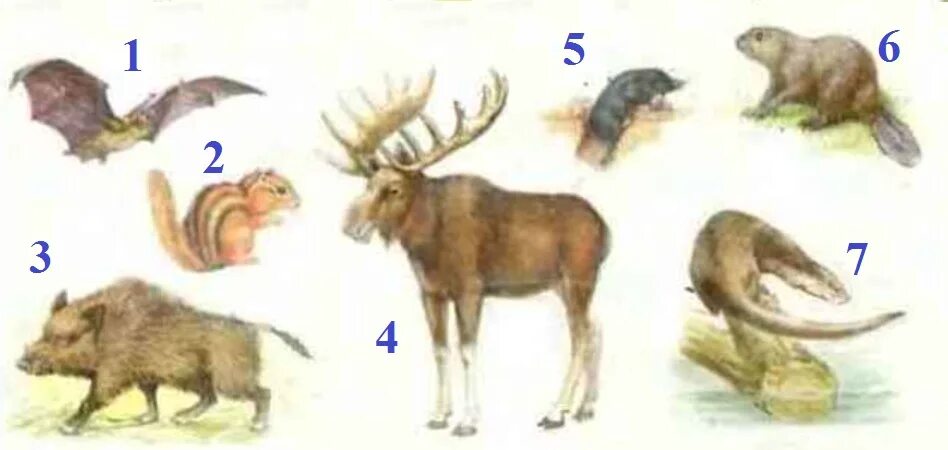 Рассмотрите на рисунке летучую мышь крота бобра. Скелет летучей мыши. Рассмотрите на рисунке летучую мышь крота бобра. Шерсть зверей 1 класс окружающий. Борр кабан и горностай.