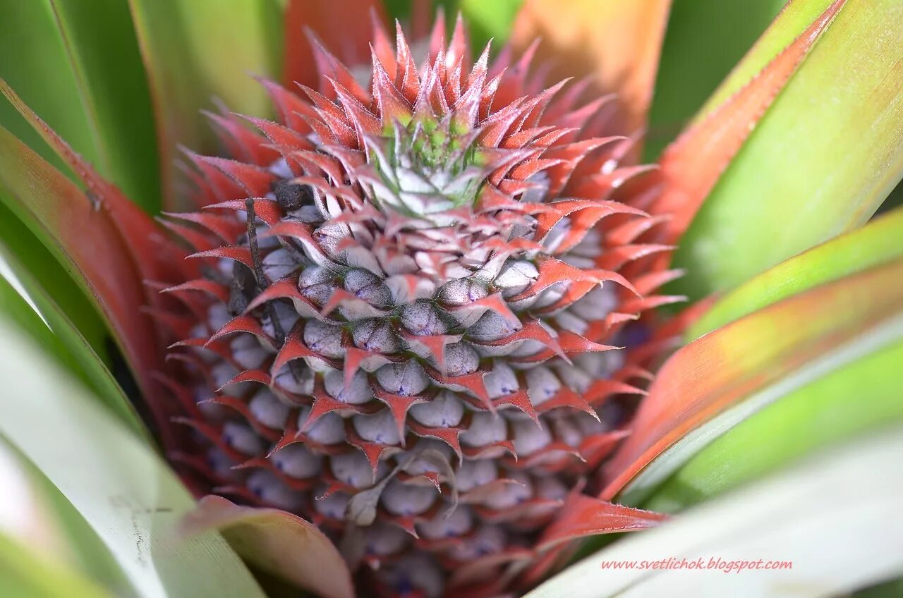 Бромелиевые ананас. Соплодие ананаса. Ананас (ananas) Бромелиевые (Bromeliaceae) маленький. Цветок похожий на ананас. Ананас покрытосеменные растения бромелиевые ананас