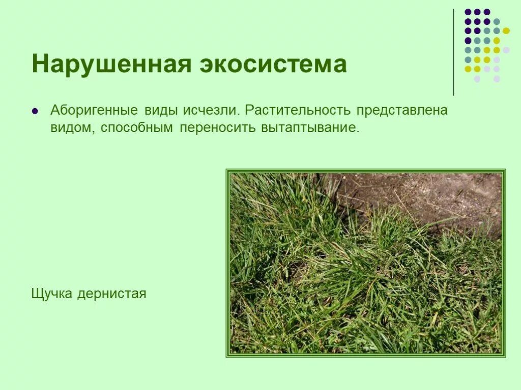 Виды нарушенных экосистем