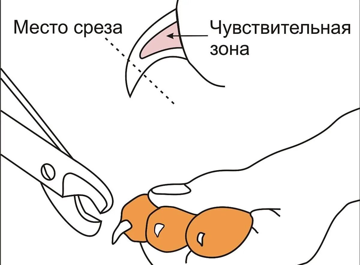 Можно стричь ногти кошки. Как обрезать когти кошке когтерезкой. Как подрезать когти собаке когтерезкой. Схема как подстригать кошке когти. Как стричь ногти кошке схема.