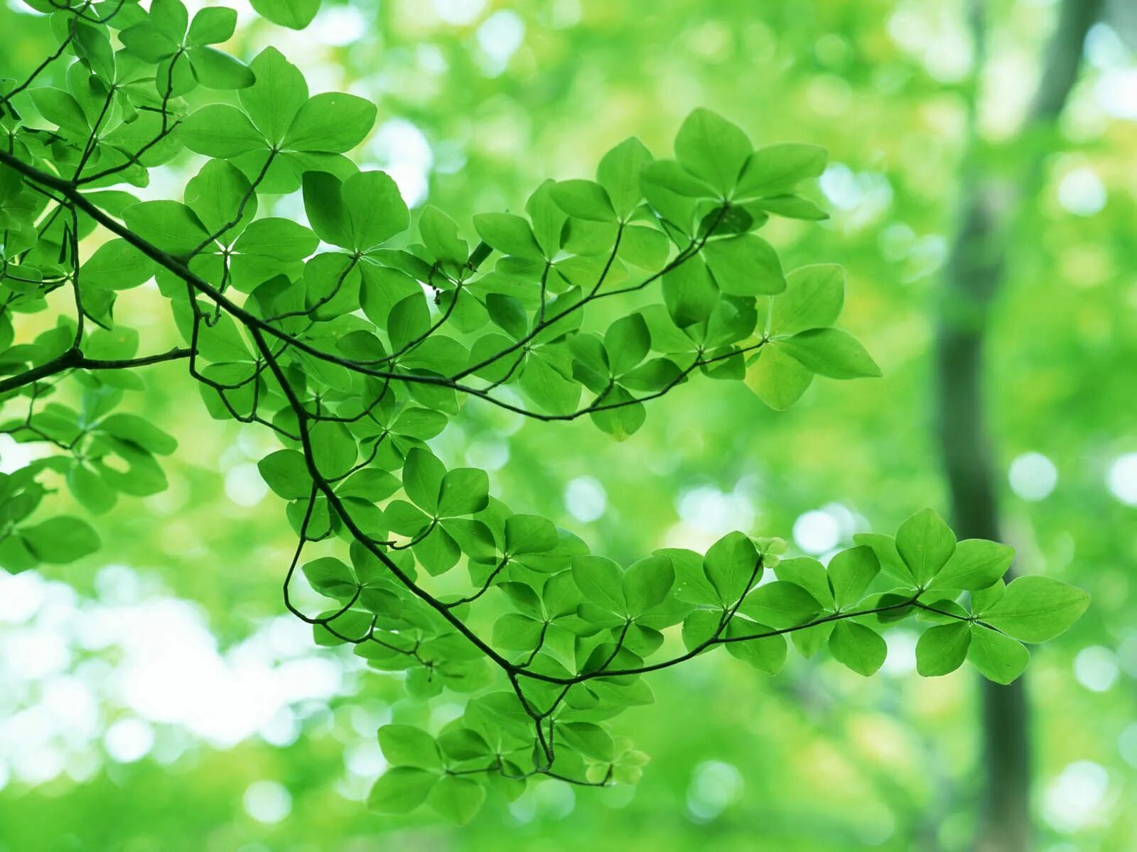 Natural leaves. Листва. Листва деревьев. Зеленый лист. Ветви деревьев с листьями.