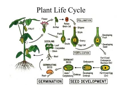 Life plants