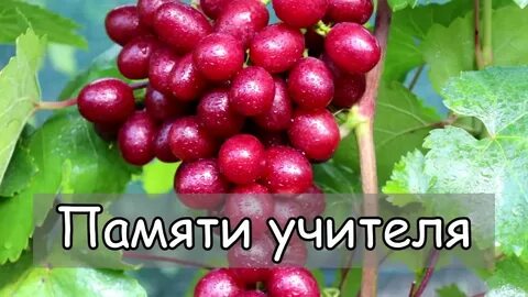 Алверцян виноград