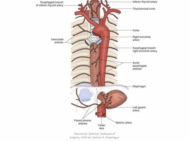 Кровоснабжение шейной части пищевода. Кровоснабжение пищевода топографическая анатомия. Кровоснабжение пищевода анатомия схема. Кровоснабжение и венозный отток пищевода.