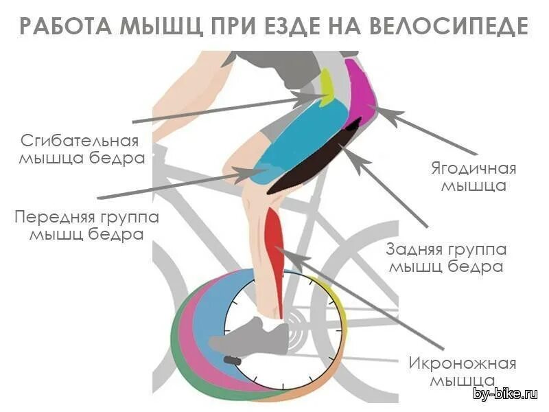 Колено после велосипеда. Какие мышцы задействованы при езде на велосипеде. Какие мышцы задействуются при езде на велосипеде. Какие мышцы работают на велосипеде. Как работают мышцы при езде на велосипеде.