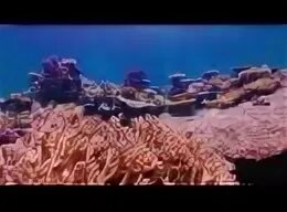 Кустистый коралл. Музыка кораллы. Схватка кораллов. Музыка кораллы. Музыка кораллы.