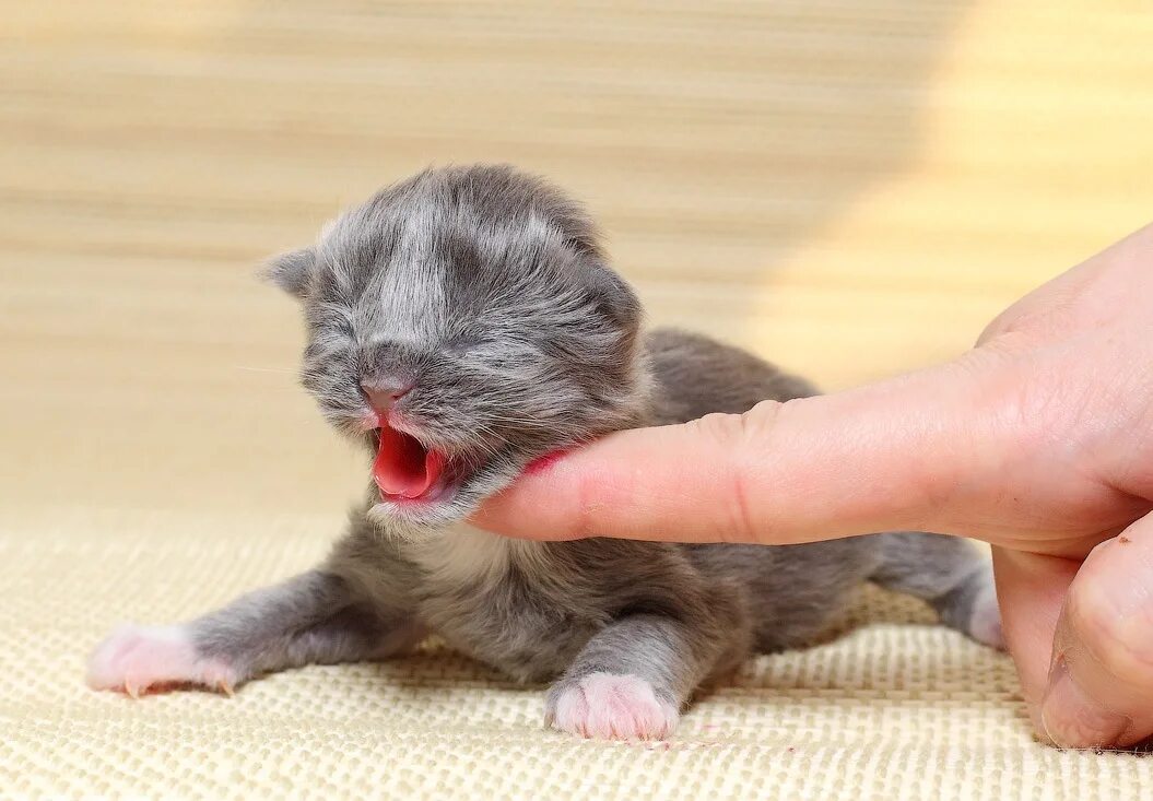Новорожденный котенок. Котята рождаются слепыми. Маленький котенок. Включи кошку маму