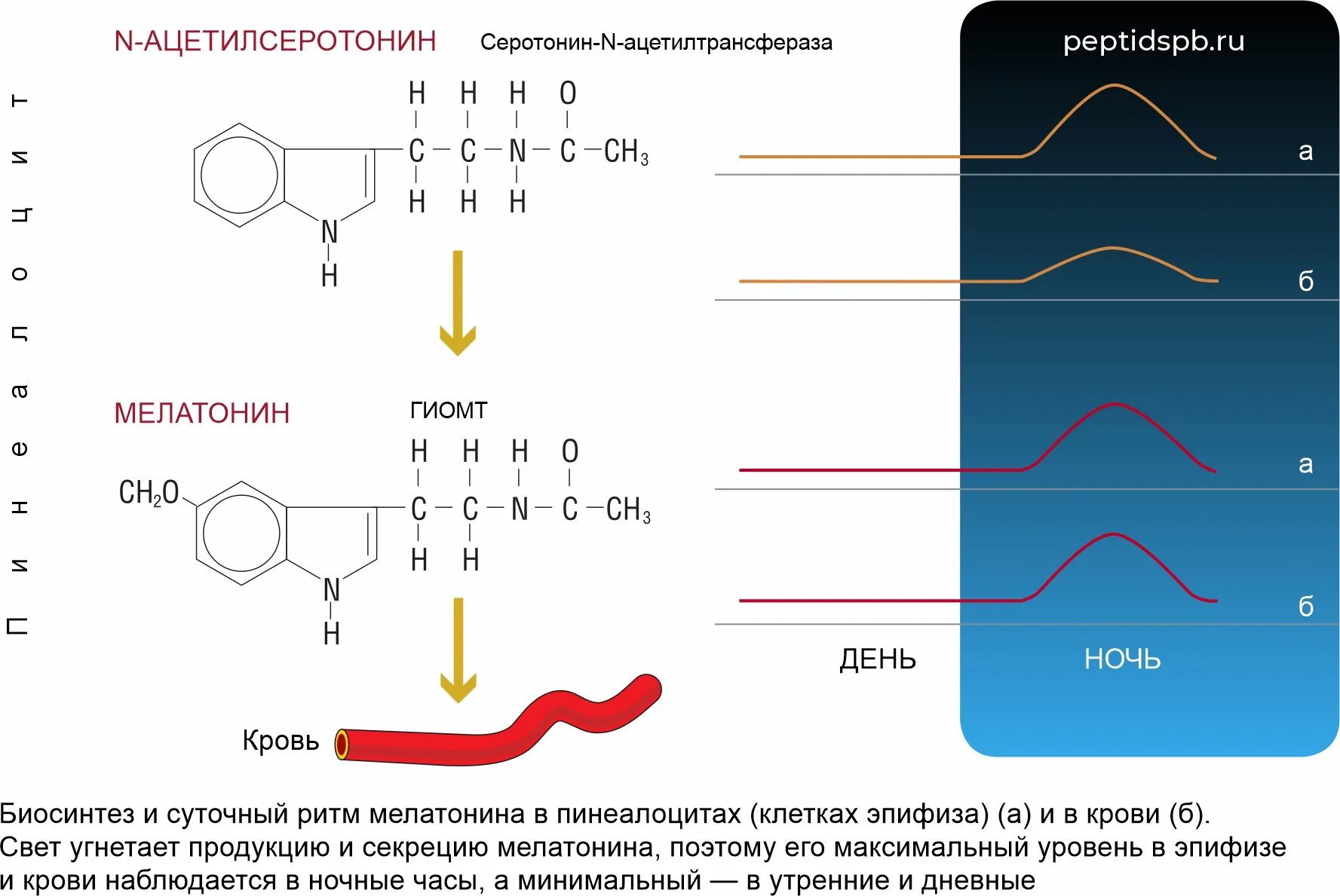 Синтез мелатонина. Серотонин и мелатонин. Секреция серотонина. Серотонин и мелатонин гормоны. Мелатонин гормон эпифиза.