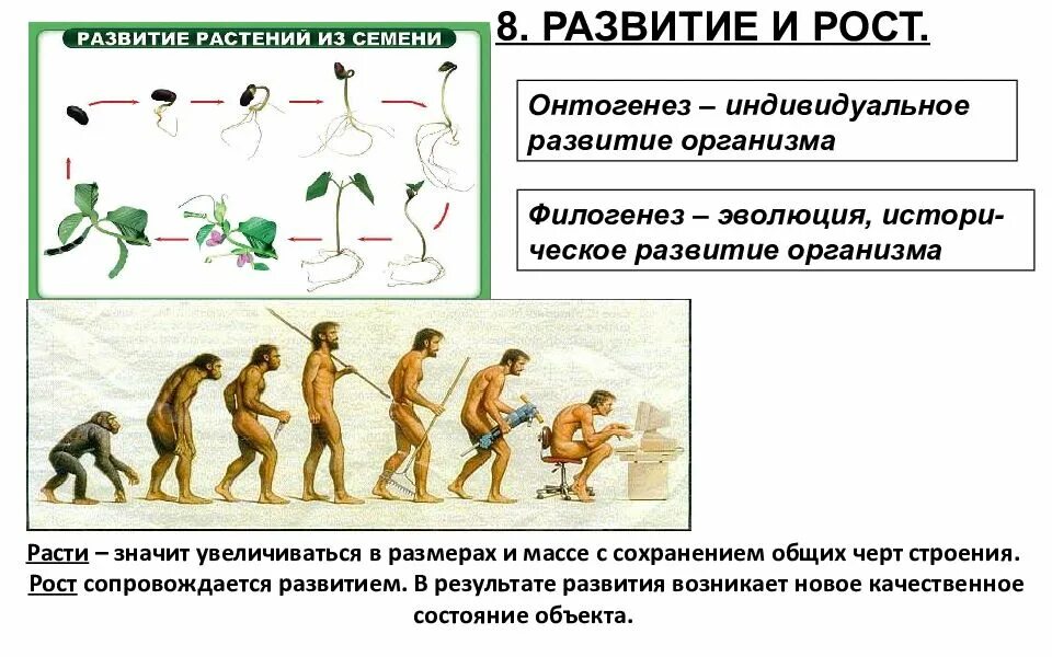 Этапы развития организма. Филогенез Эволюция. Развитие в филогенезе. Развитие организма рисунок.