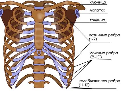 Количество пар ребер составляющих грудную клетку составляет