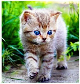 Небольшой кот