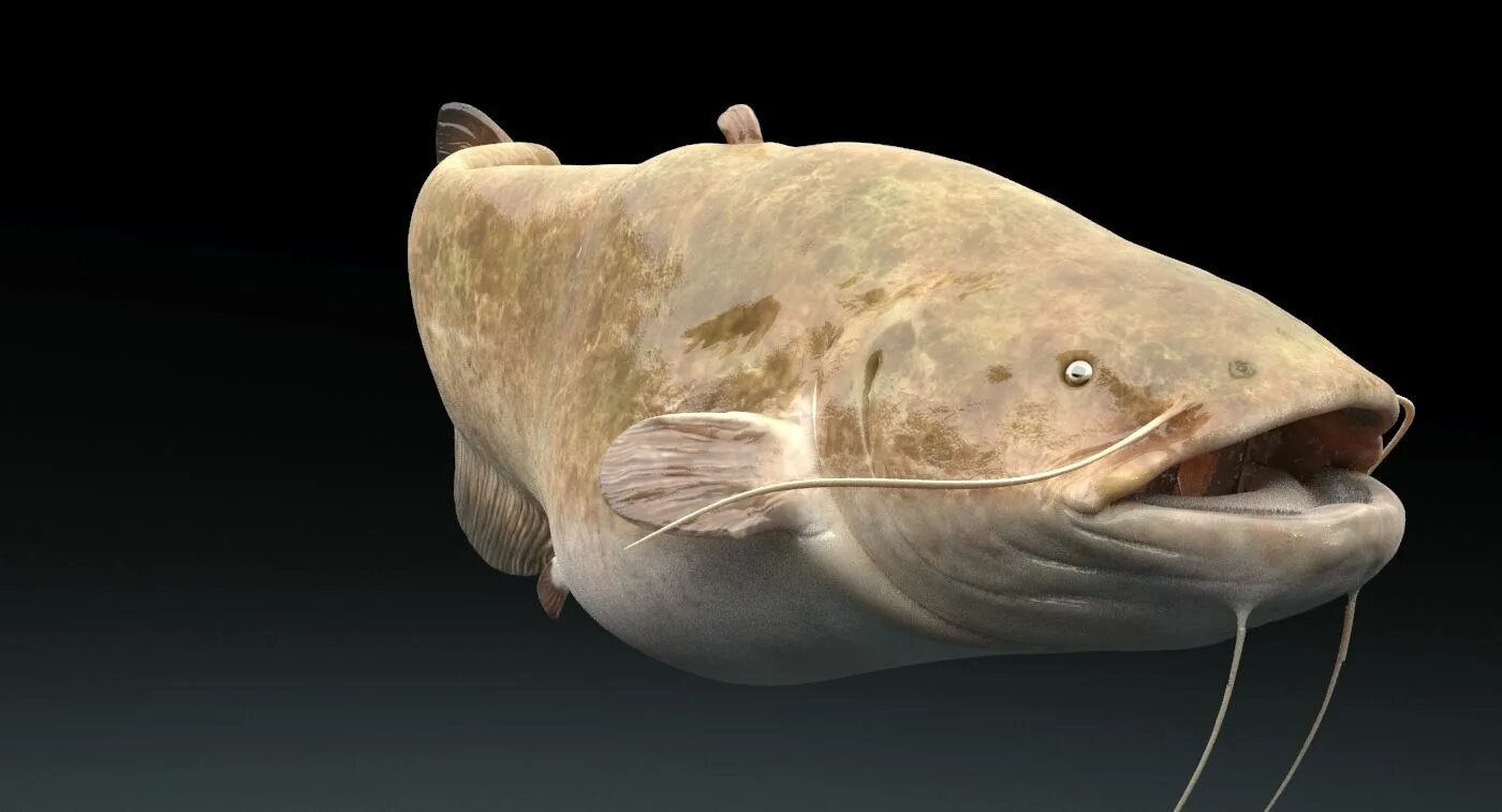 3 сом. 3 сом тыйын. 3 сом. 3 сом. 3 сом.