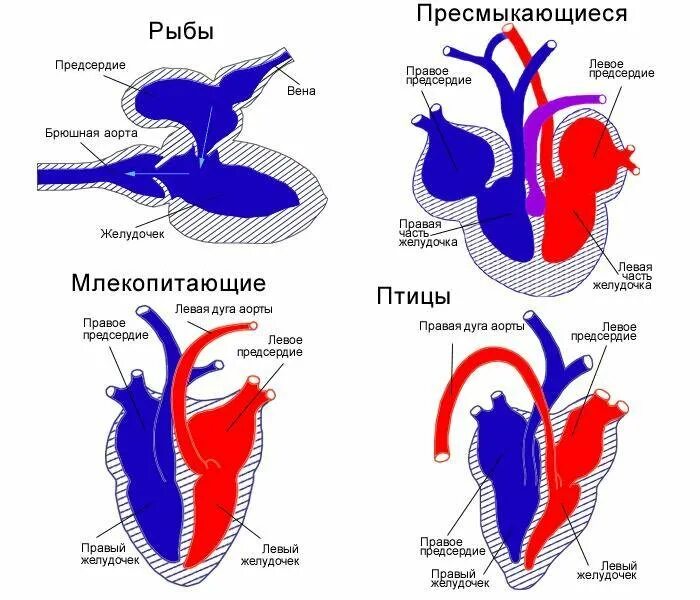 Лакунарный тип кровеносной системы. Эволюция кровеносной системы позвоночных животных. эволюция кровеносной системы позвоночных схема. схема кровеносная система хордовых животных. эволюция строения сердца позвоночных.