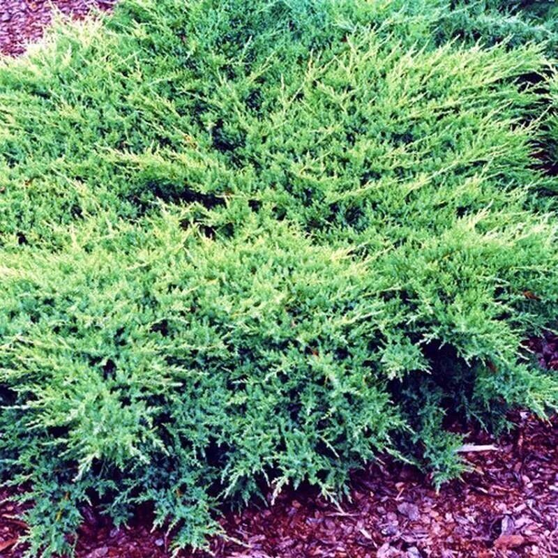 Juniperus media