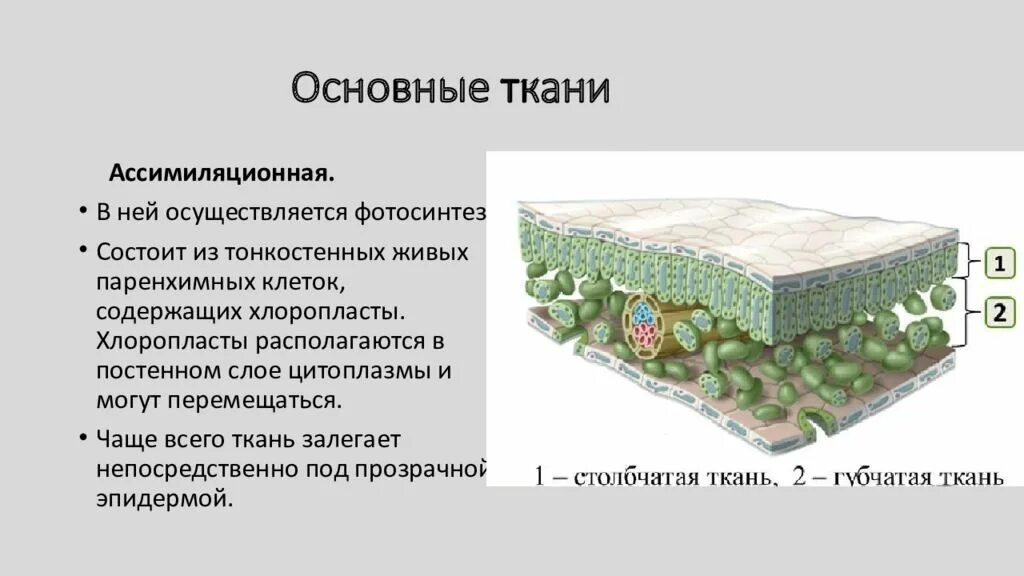 Основные ткани ассимиляционная запасающая воздухоносная паренхима. Основная паренхима растений. Фотосинтезирующая ассимилирующая ткань. Хлоренхима и паренхима. Основная ассимиляционная ткань.