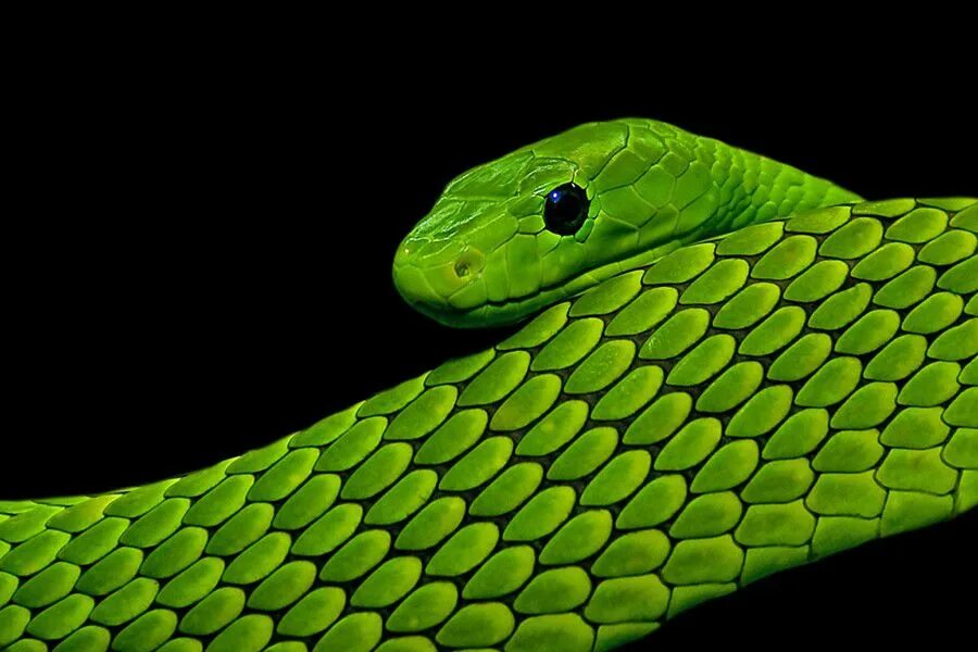 Http mamba. Зеленая мамба. Green Mamba змея. Зеленый Тайпан. Грин Снейк.