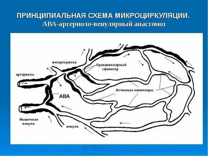 Микроциркуляция
