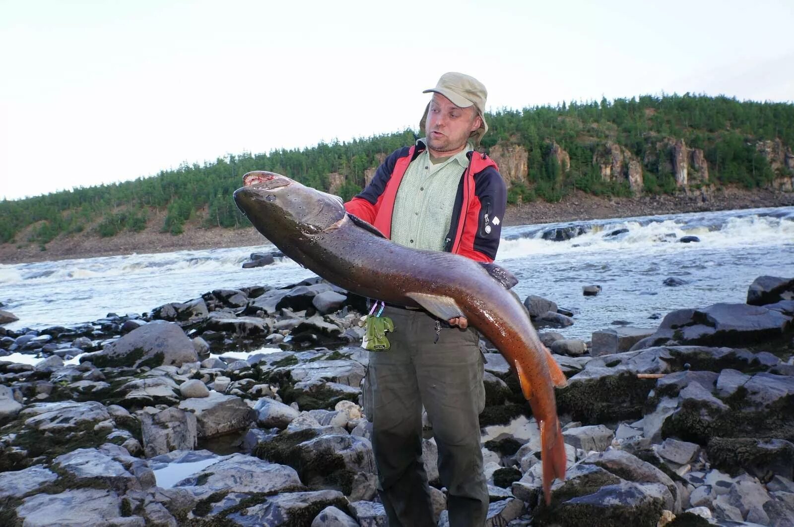 приморский край рыба уссури. плато путорана эвенкия. самая большая рыба сом. речные рыбы. хищные рыбы россии.