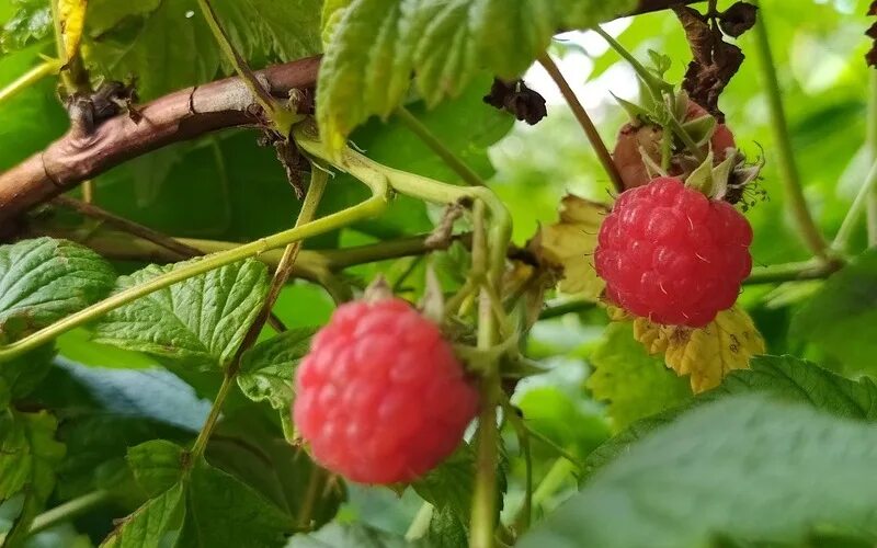 Малина хейса. Малина зимой. малина для здоровья. способы подвязки малины. реальные фото подвязки малины.