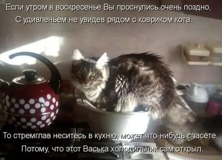Котики воскресенье