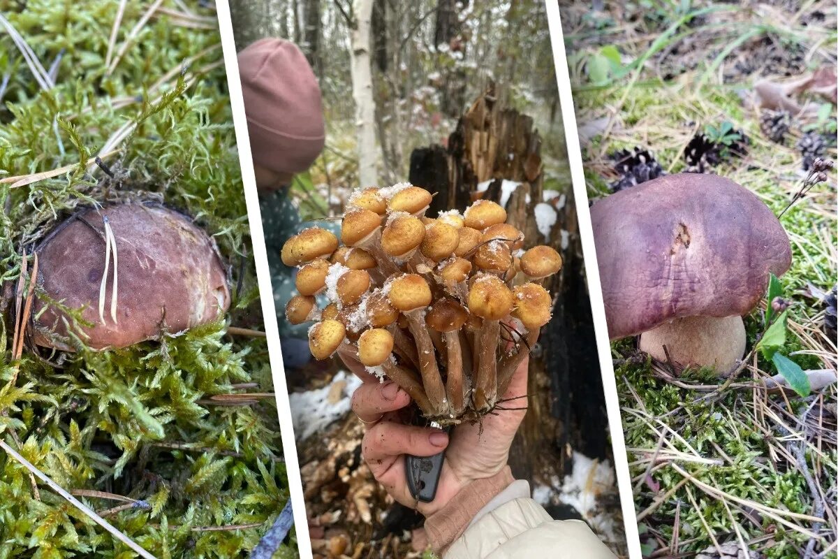 сбор грибов в подмосковье. грибы подмосковья. есть ли в лесах грибы сейчас. опята в подмосковье. грибы в ленинградской области боровики.