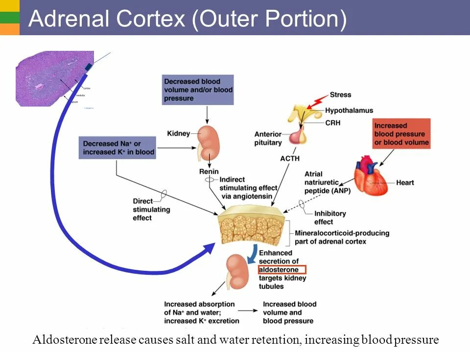 Adrenal Cortex. Adrenal Cortex препарат. Thorne Adrenal Cortex. Адренал Кортекс инструкция.