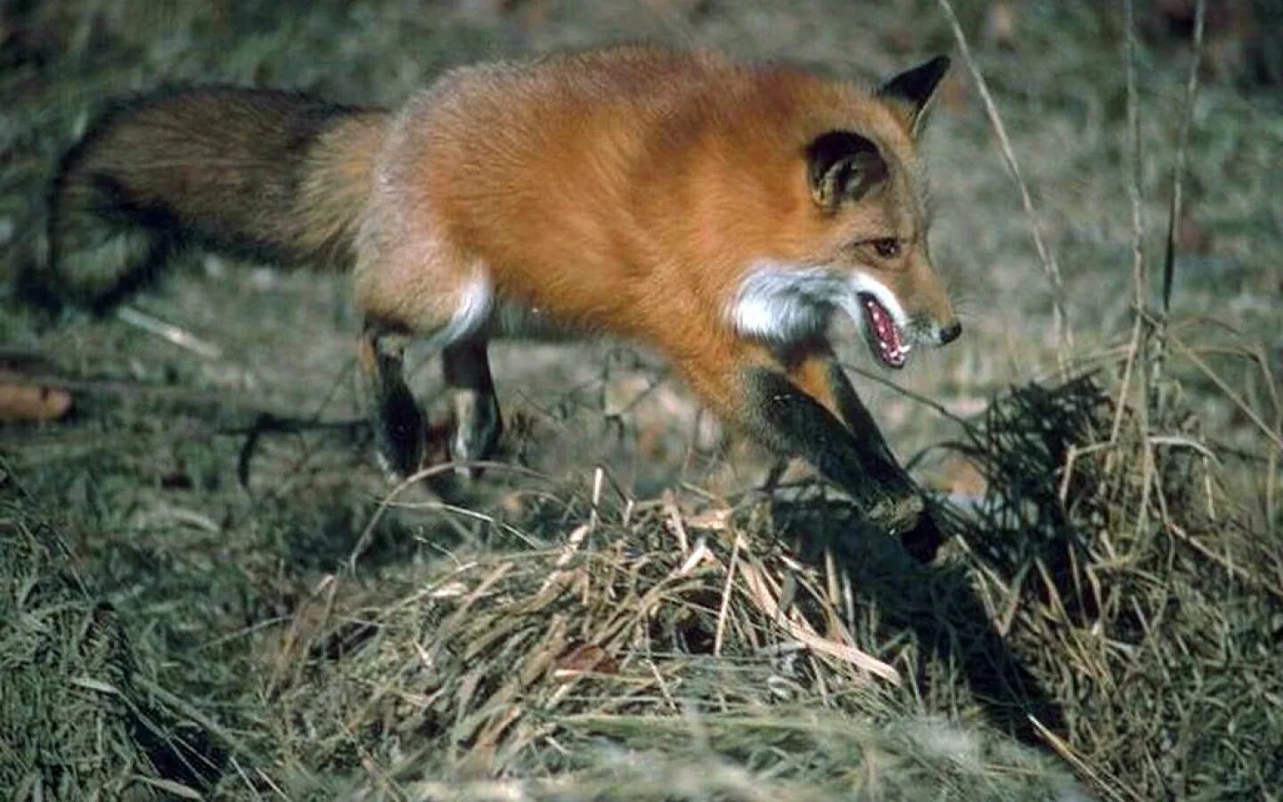 Затаивание лисицы в укромном месте перед нападением. Обыкновенная лисица. Лиса охотится. Лиса Лесная. Лиса на охоте.