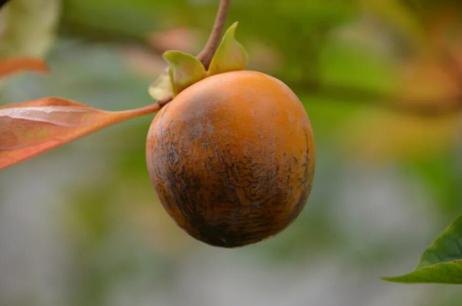 5 хурм. Хурма Diospyros. Хурма Восточная (Diospyros kaki). Дерево. Хурма Восточная «Хостинский» гибрид 99 Diospyros kaki l.. Багдадская хурма дерево.