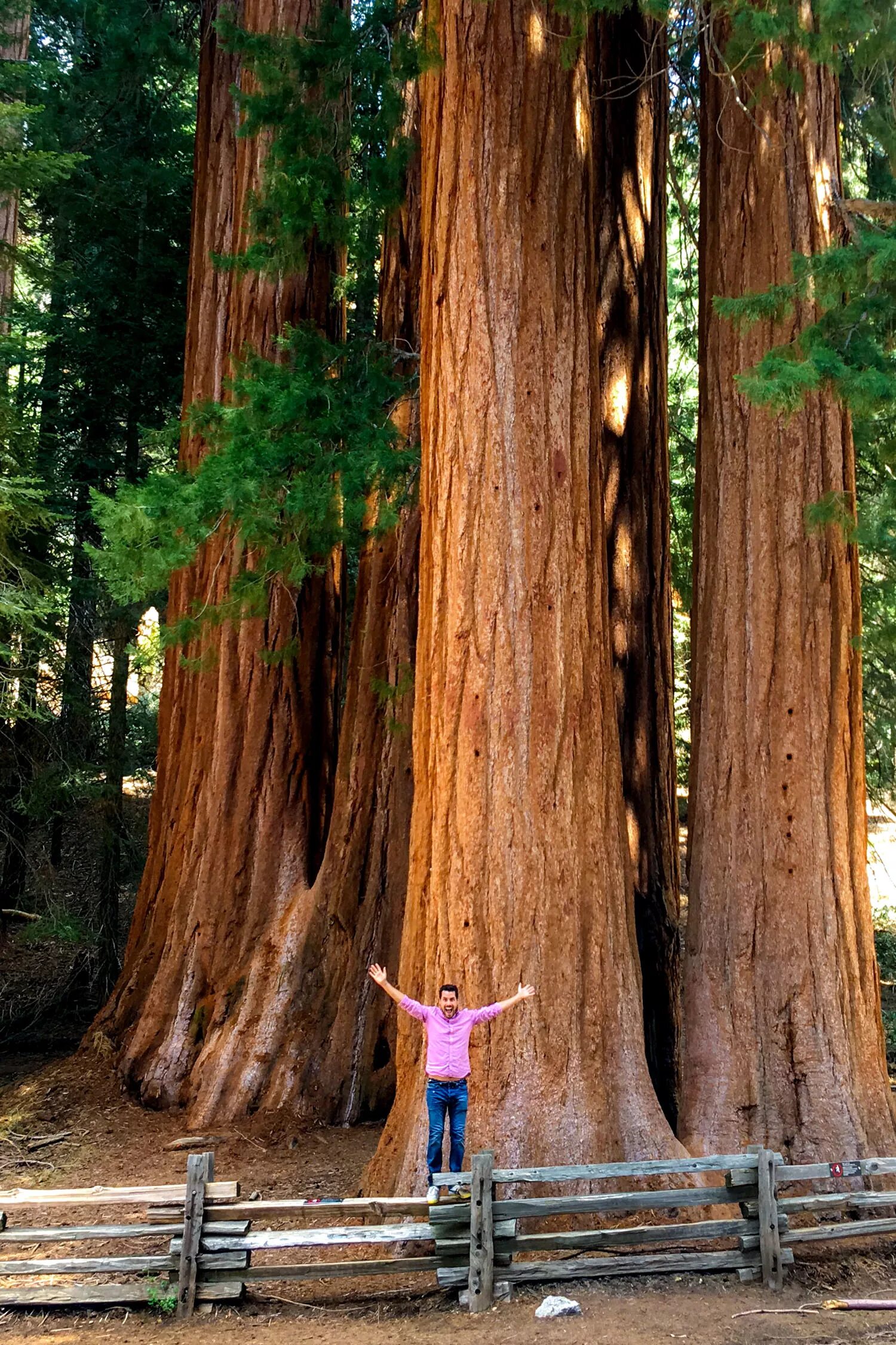 Hard times at sequoia state park