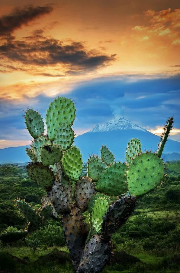 Mexican cactus. Мексика кактусы Канкун. Опунция Кактус Мексика. Мексика ландшафт. Кактус Нопаль в Мексике.