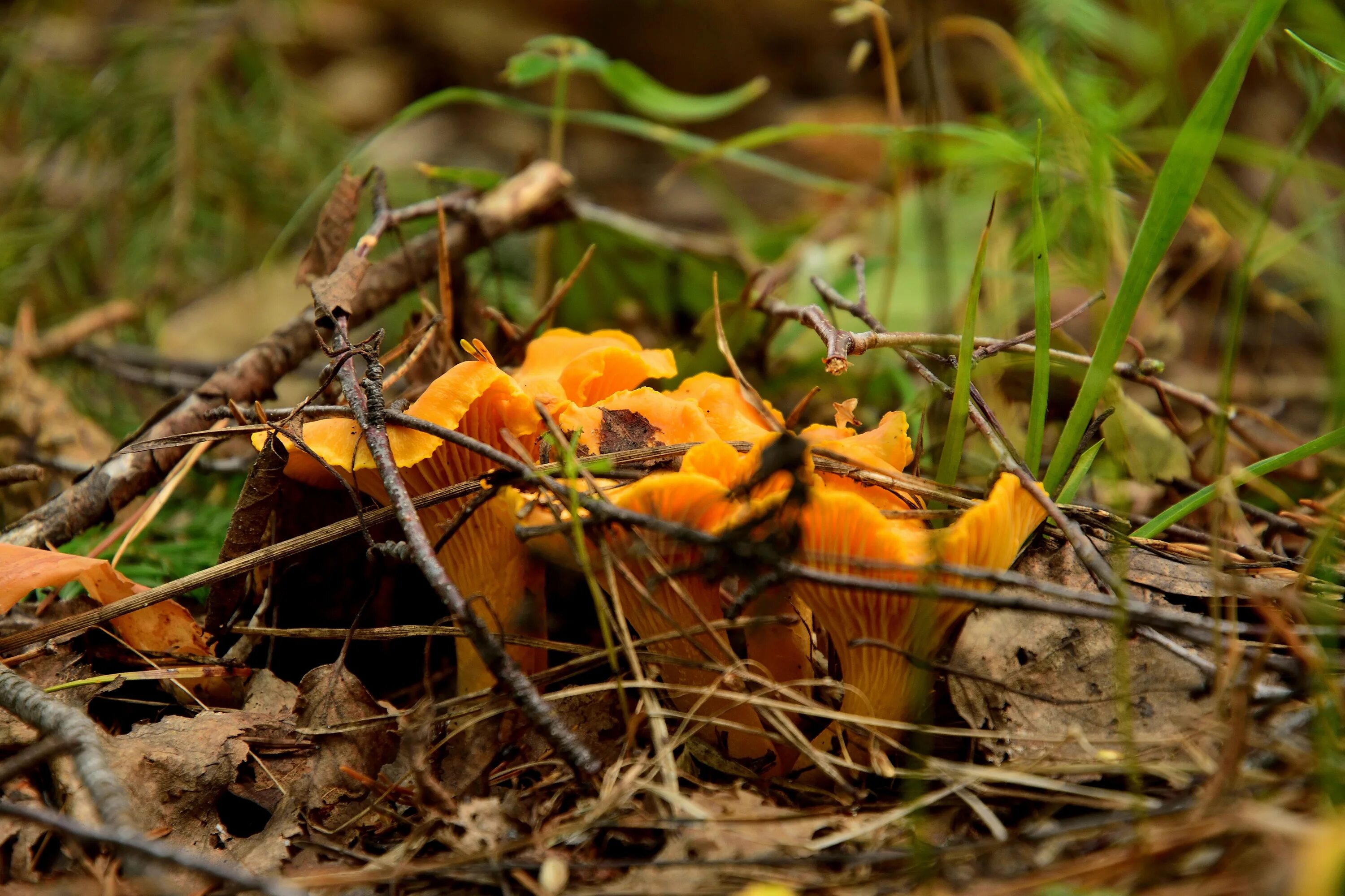 крымские лисички грибы фото. рыжики лисички фото. грибы лисички и волнушки. гименофор лисички. рыжики опята лисички.